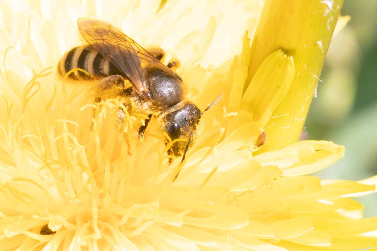 Wildbiene - Andrena gravida? Image